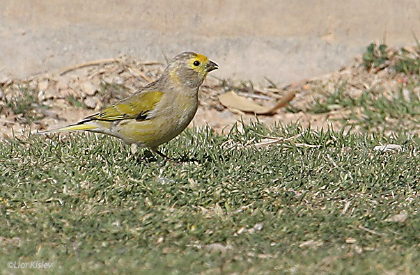 בזבוז לבנון Syrian Serin Serinus syriacus                                                    מצפה רמון מרץ 2006